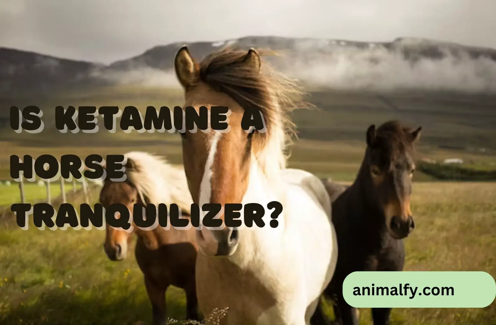 is ketamine a horse tranquilizer