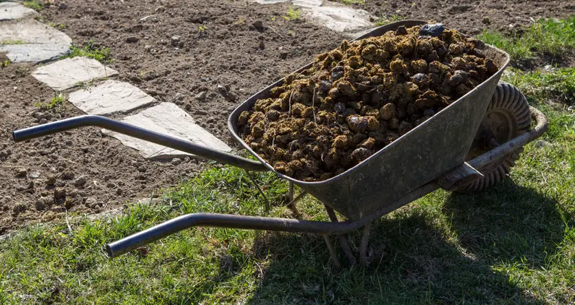Why is horse manure not good for plants?